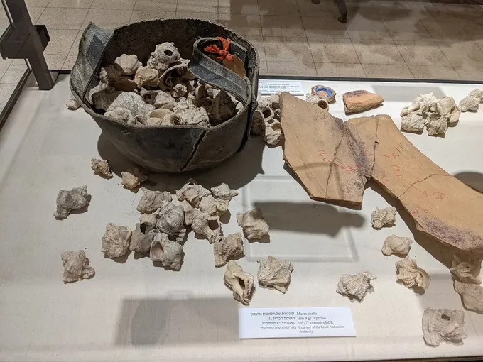 Caracolas de múrice, origen del tinte azul de las vestiduras sacerdotales