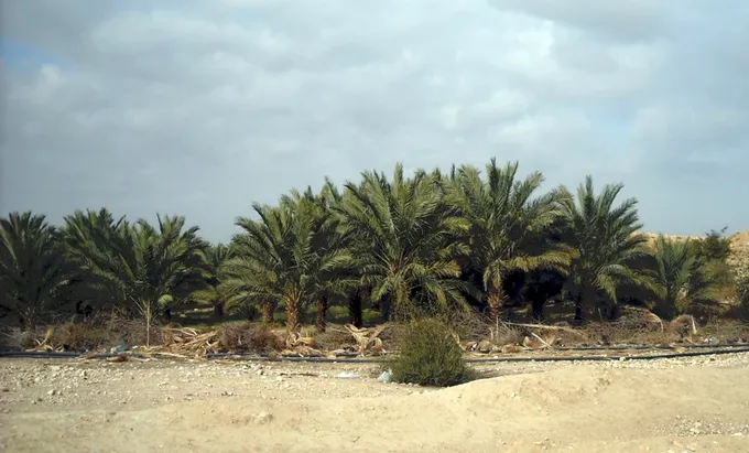 La vega de Tall el-Hammam, de regadío como un jardín, que escogió Lot
