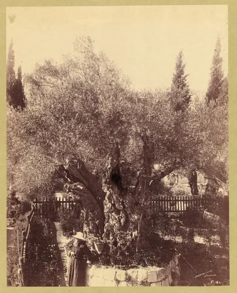 Olivos de Getsemaní: el análisis de los troncos vivos los remonta al siglo XII